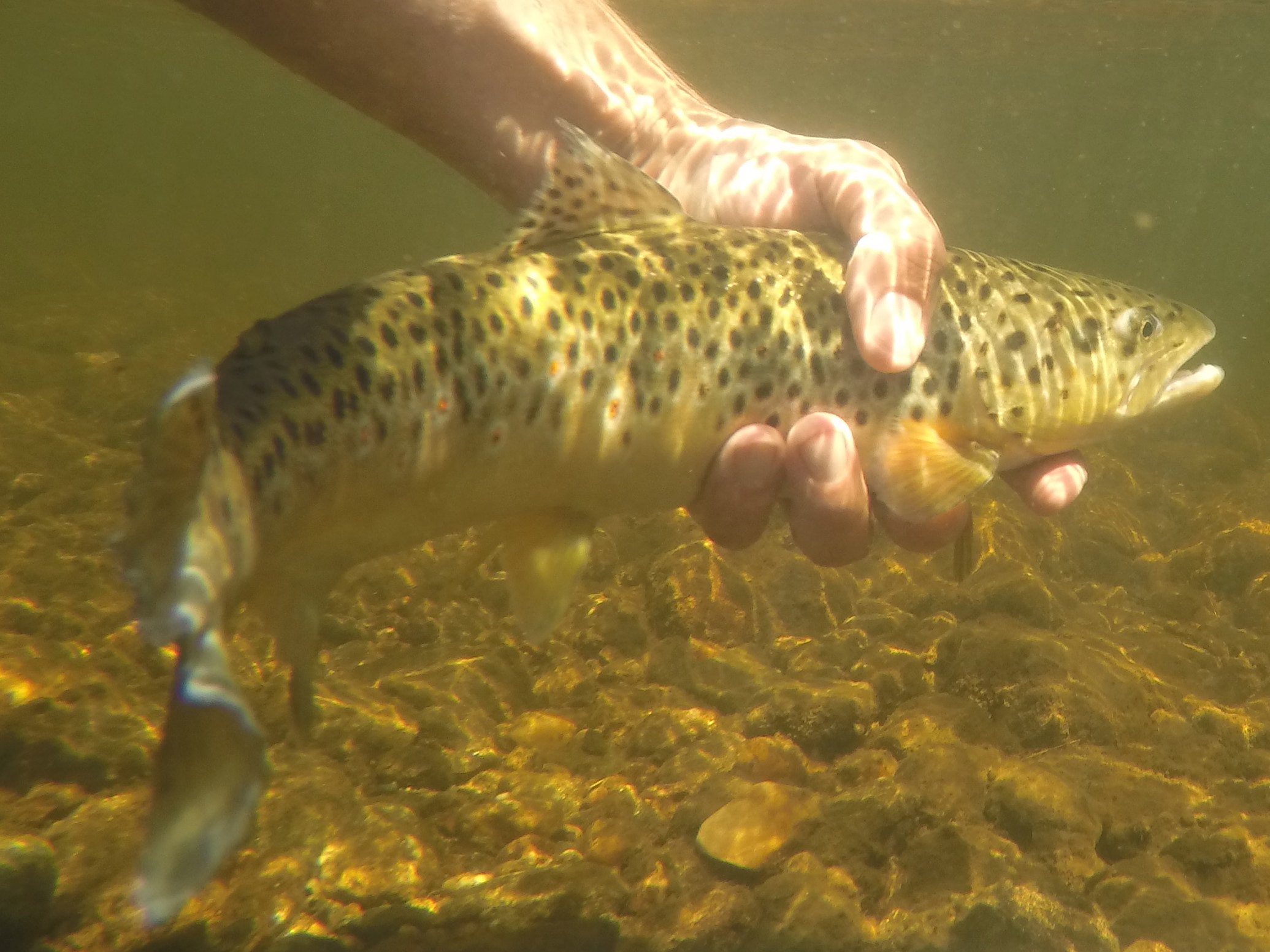 Farmington River Report 7/21/16 The best time to fish in summer is