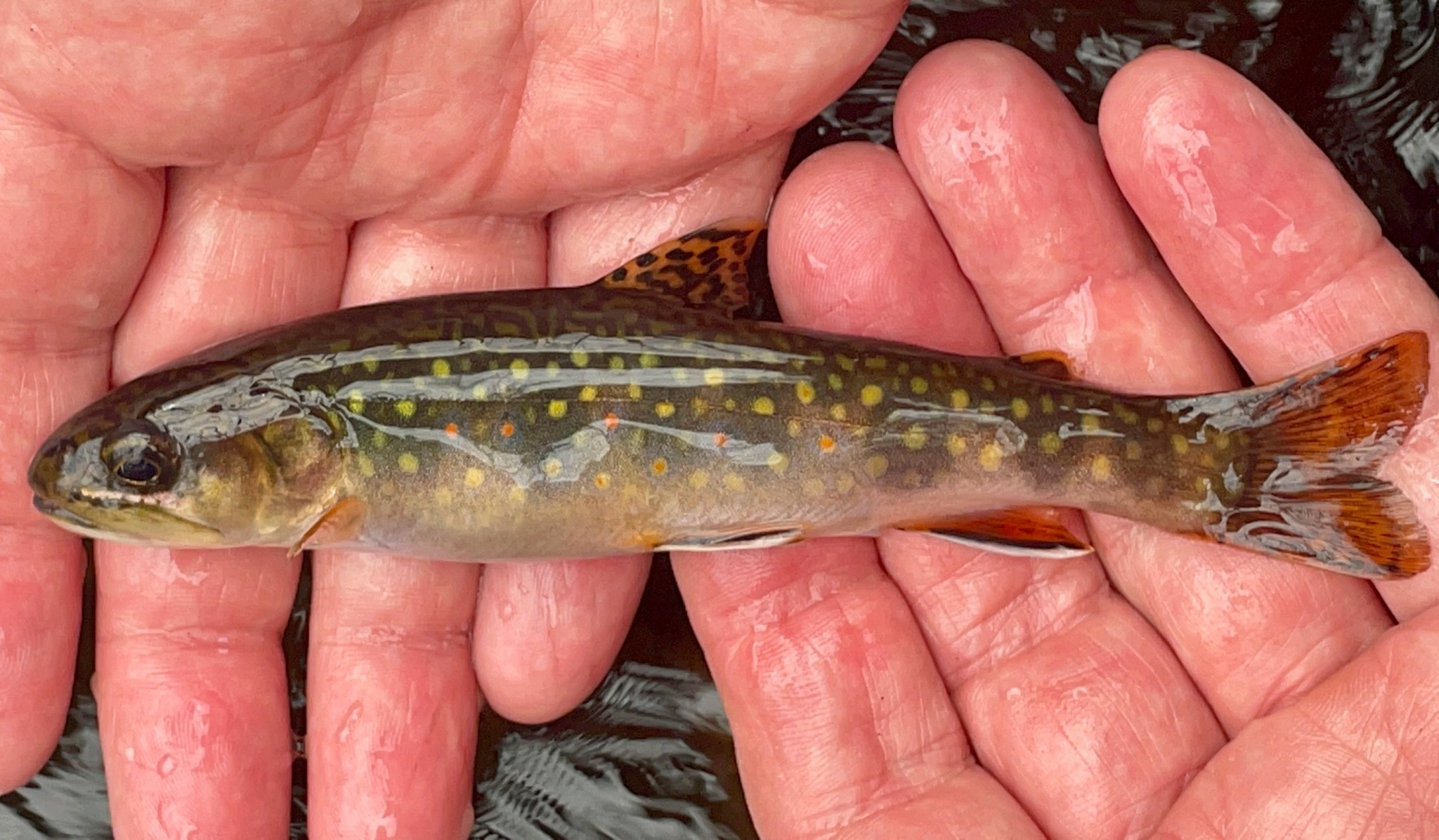 best flies for wild brook trout «