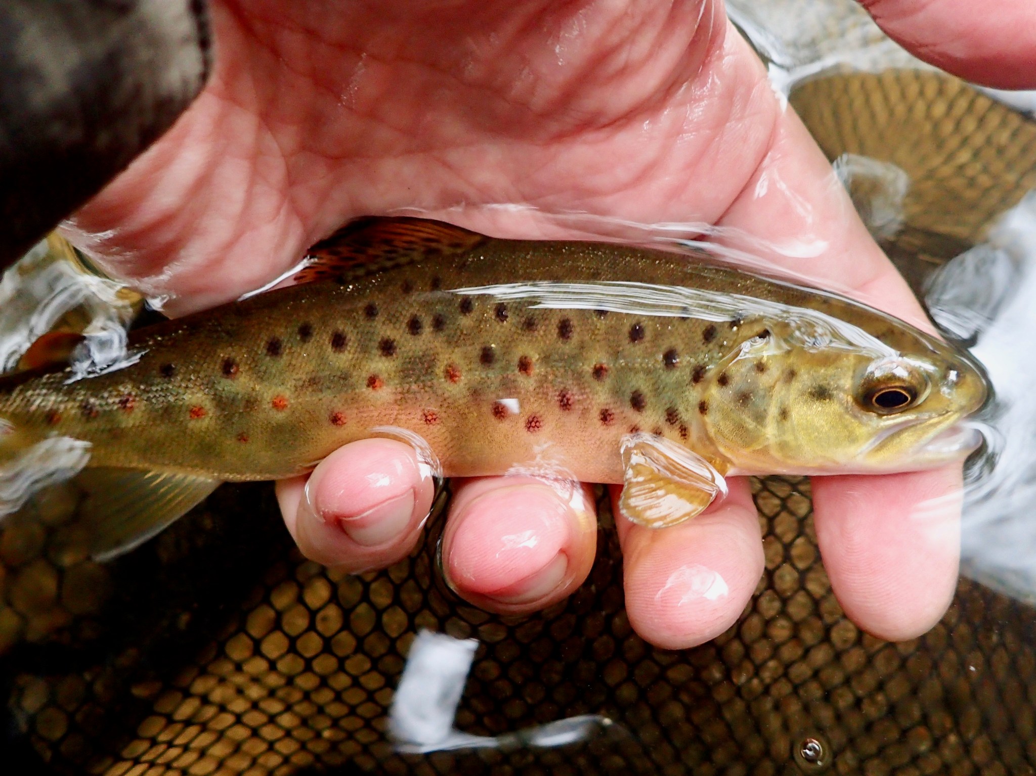 Farmington River Report 6/1/22 A wet fly lesson, then spectacular wet and dry fly action