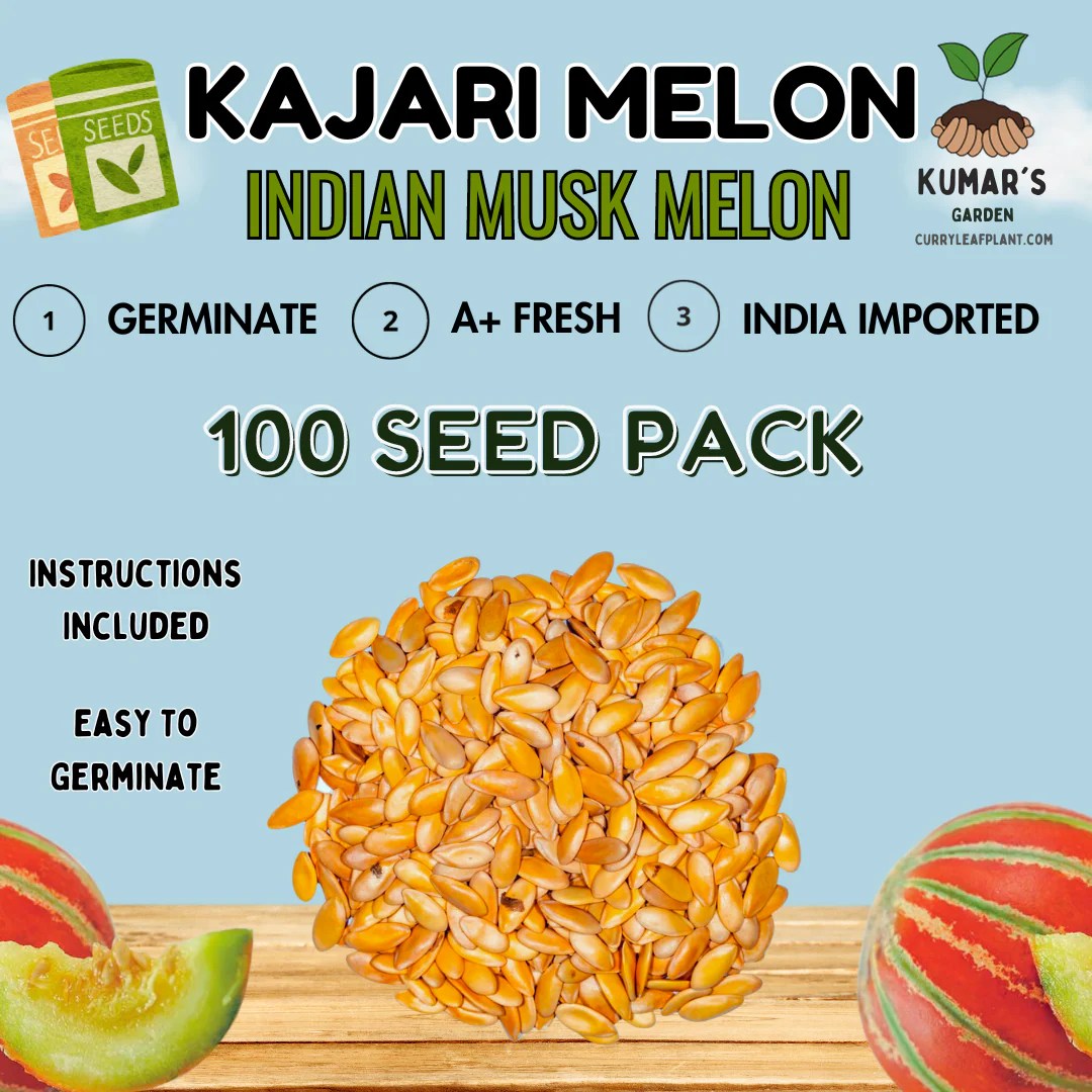 Beginner's Guide Growing Kajari Melon Seeds