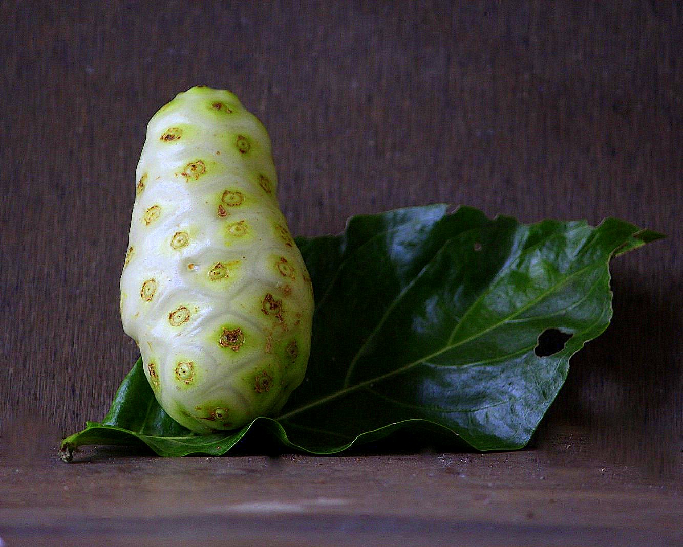 Noni fruit Morinda Citrifolia Currylines Caroline's