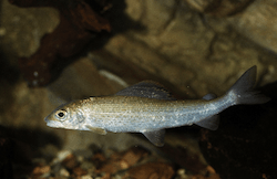 Les mammifères seraient capables de sentir l'odeur du