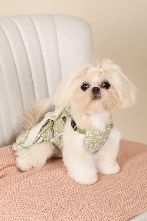 Curtis Imperial Shih Tzu Sweet Little Coconut