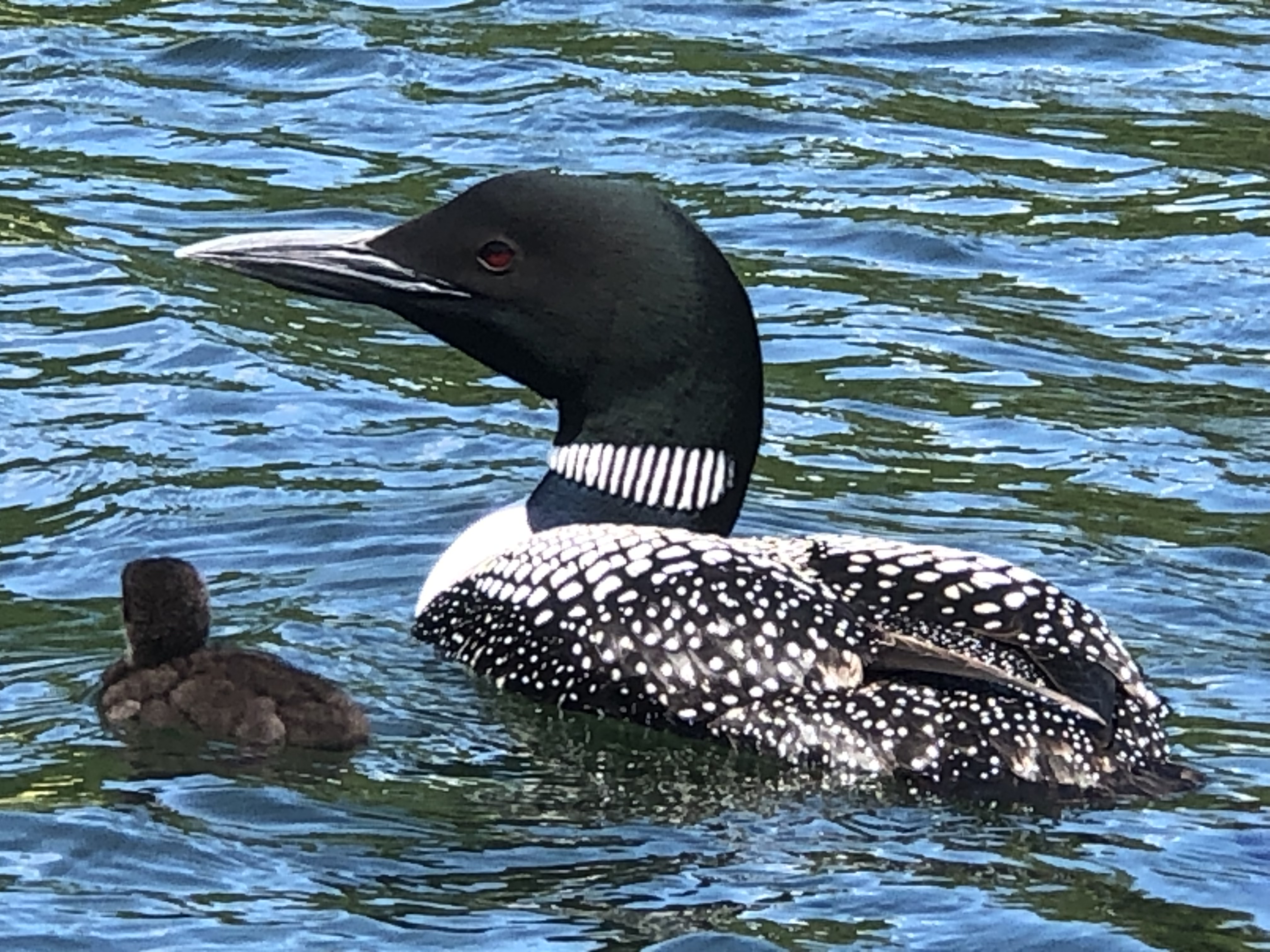 Raising Funds Curtis Pond Association