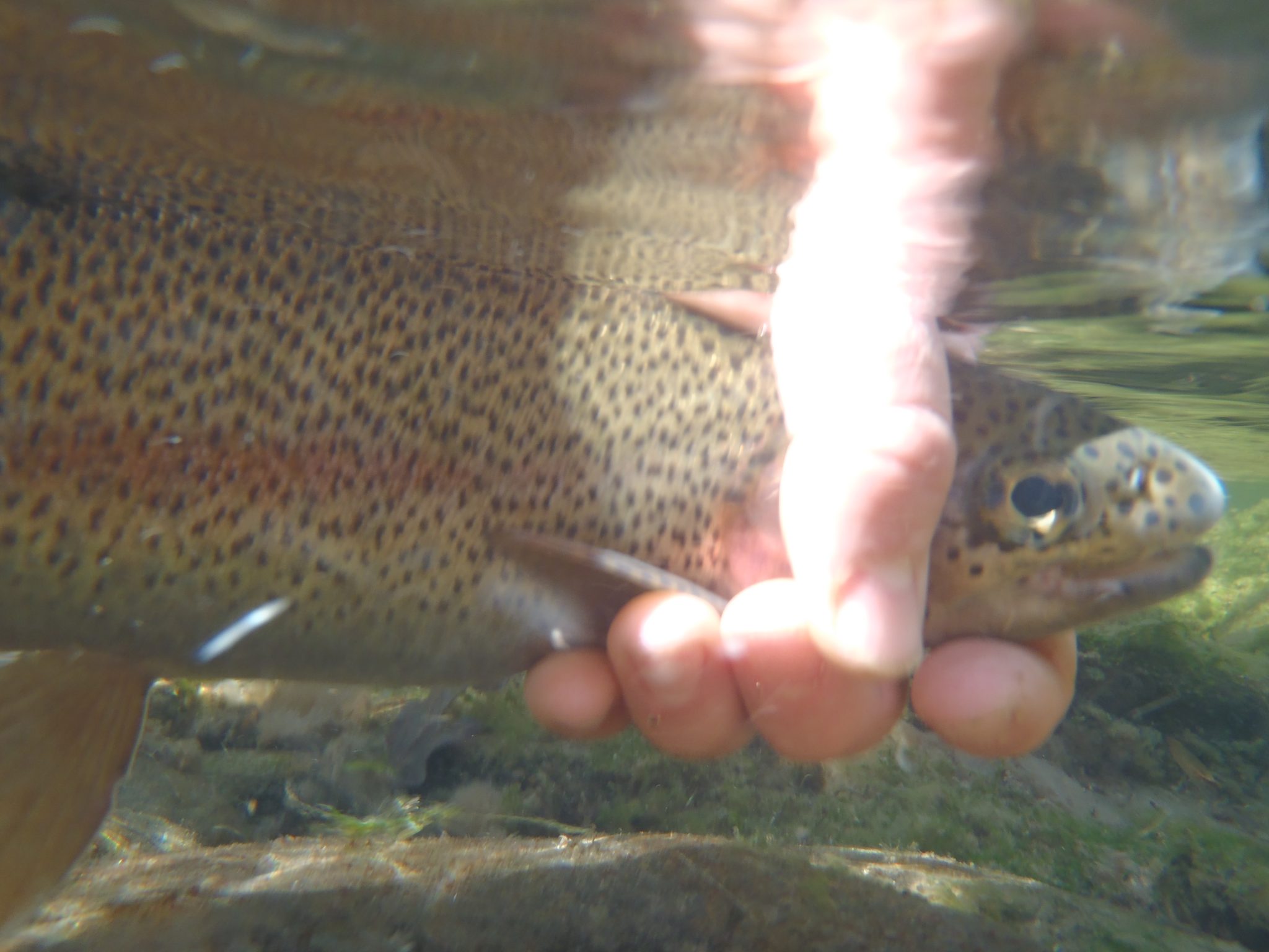 Davidson River Fishing Report Week of December 12, 2012 Curtis