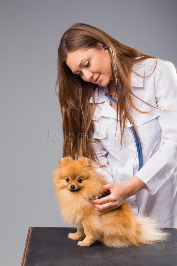 Vet Directory Cushings In Dogs