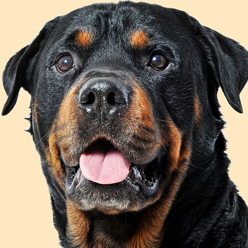 Rottweiler Dog Cushion or Cushion Cover Black Tan Cream