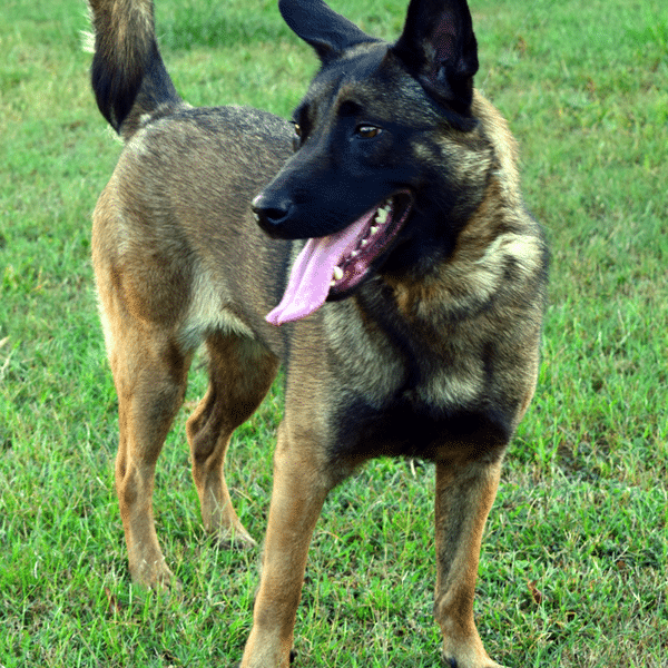 Working Dogs For Sale Custom Canine Unlimited