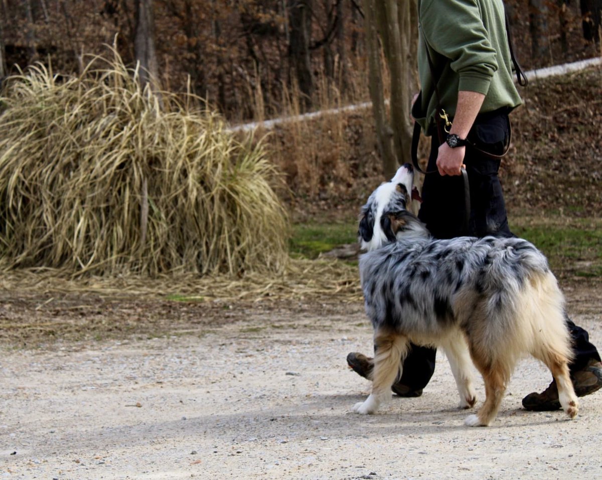 Service Dog Training Custom Canine Unlimited
