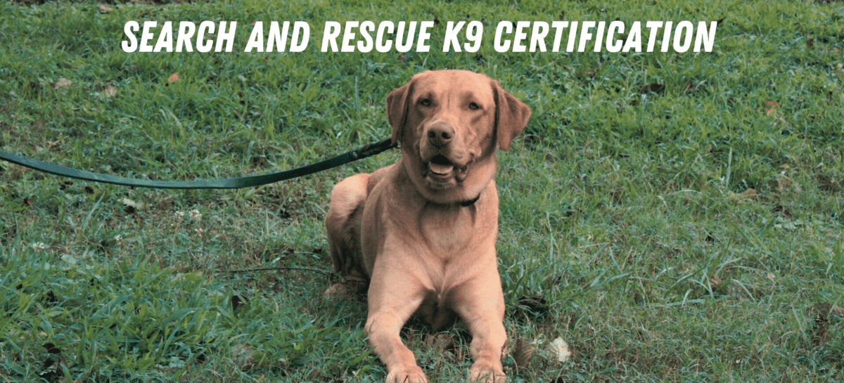 Search and Rescue Dog Training Custom Canine Unlimited