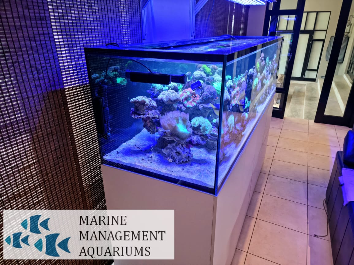 Blue Fish 1300 Litre 240cm x 70cm x 65 cm high Euro Braced Custom