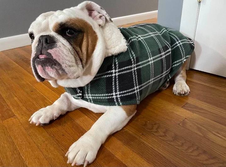 Custom K9 Coats Custom coats for dogs of all shapes and sizes