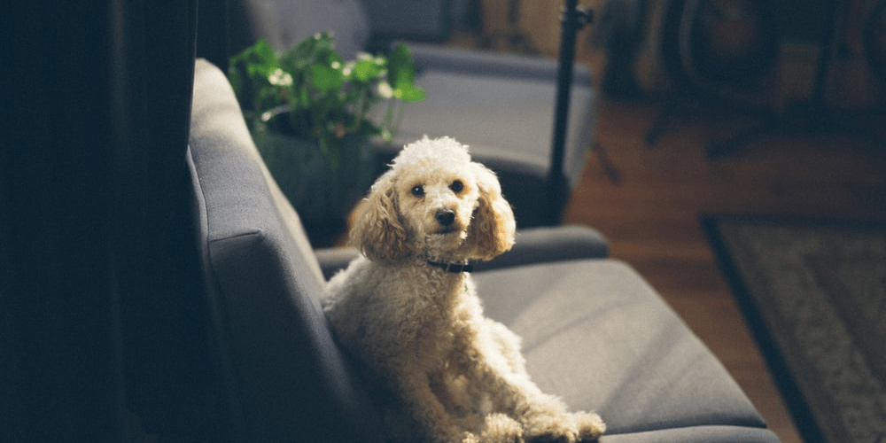 Pet Friendly Fabrics For Your Sofa Custom Sofa Co.