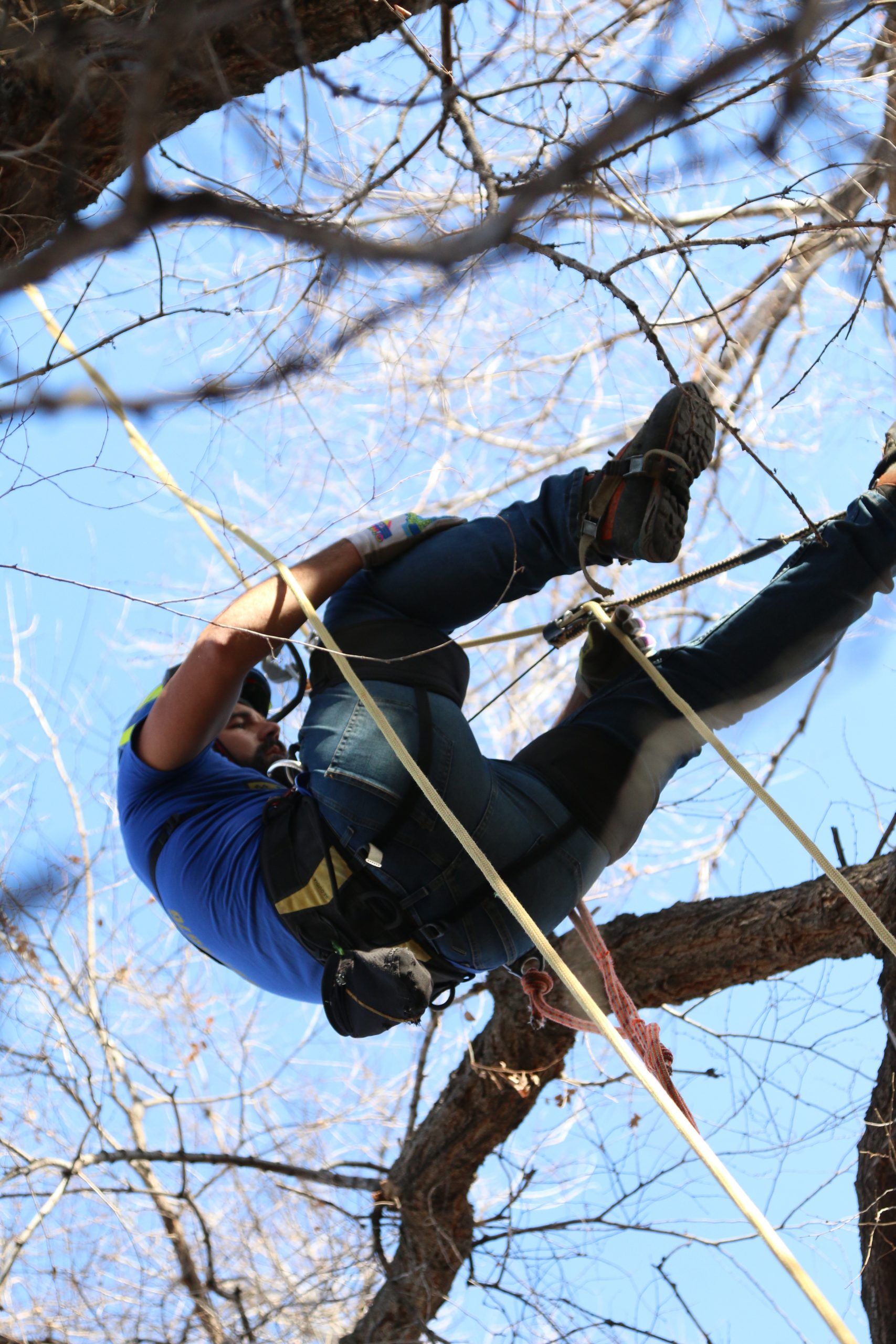 Cut & Leave Tree Service Rochester MN