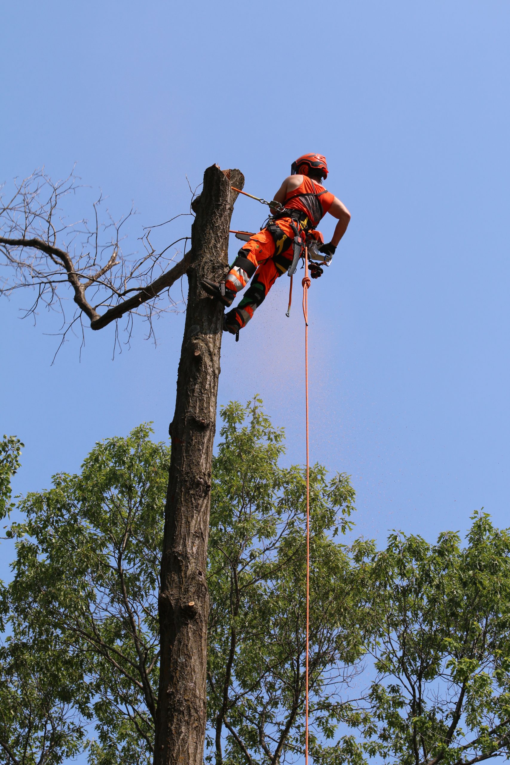 Cut Leave Tree Service Rochester MN