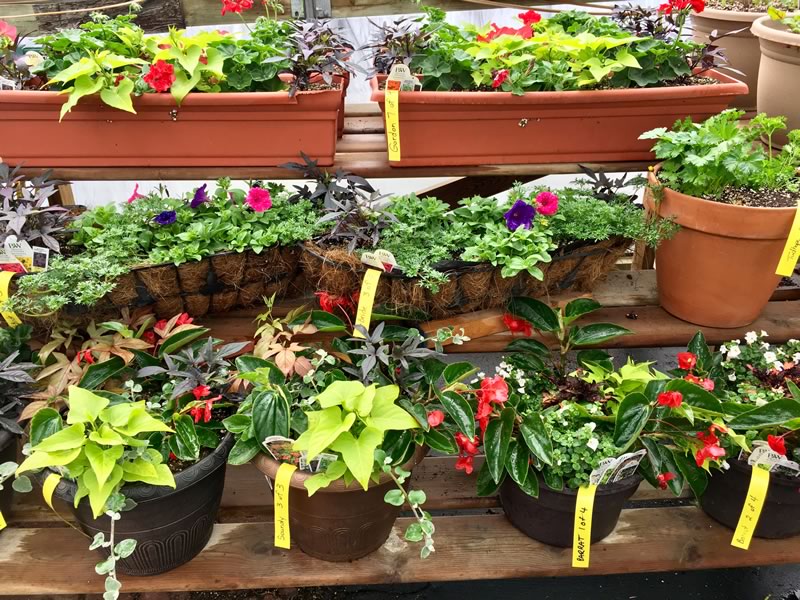 CustomContainersIMG_9108 • Cut and Dried Flower Farm