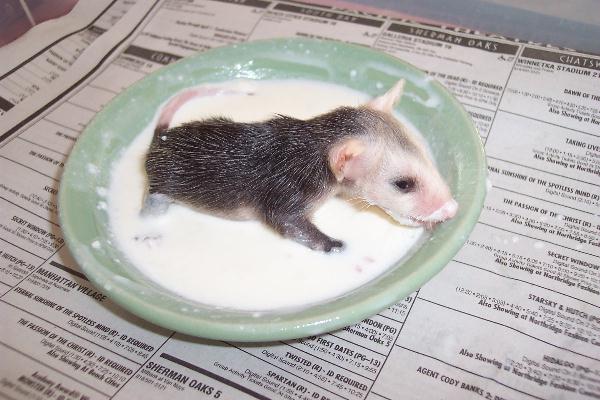 Baby ferret drinking milk Cute n Tiny