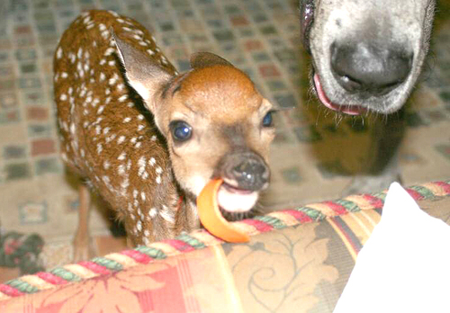 Cute baby deer Cute n Tiny