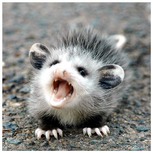 Top 10 cutest opossum babies you’ll see today! Cute n Tiny