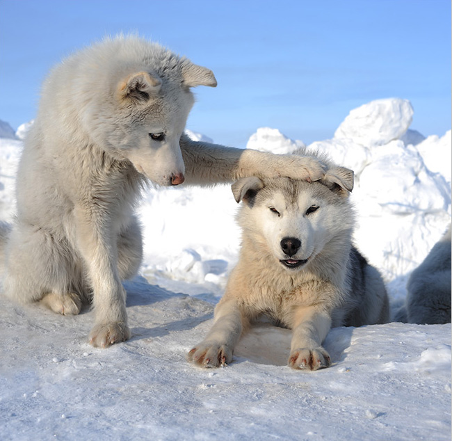 White Wolf Cubs Cute n Tiny