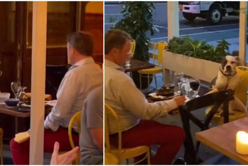 This man’s lunch with his dog at the restaurant was truly amazing for