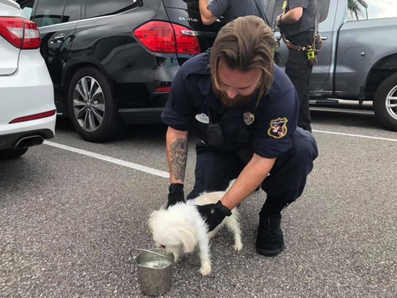 The puppy was found in a hot car while the owners were walking in