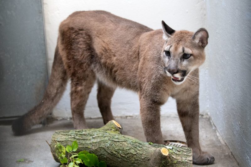 Cougar that was kept in a NYC apartment rescued and taken to a wildlife