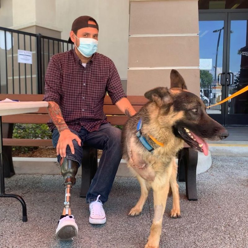 “An Inspirational Tale Amputee Dog Finds Loving Home With Veteran