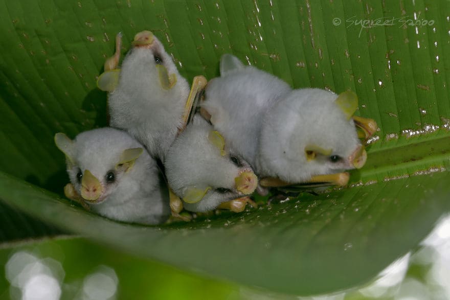 Endangered white bats are captured on camera in a Costa Rica rainforest
