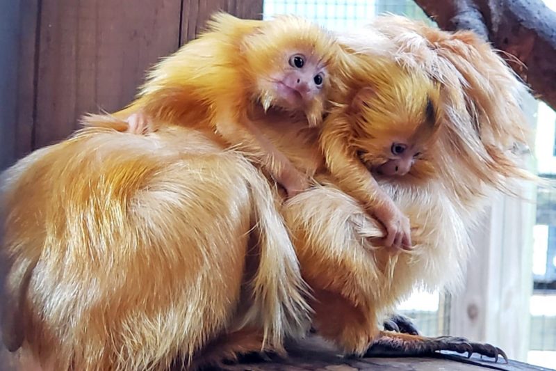 Newborn two endangered golden lion tamarin twins are at the