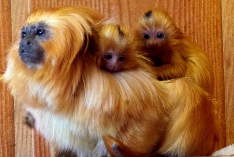 Newborn two endangered golden lion tamarin twins are at the