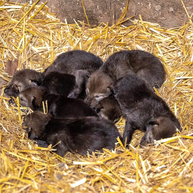 Red wolves that are critically endangered gave birth to twelve cubs at