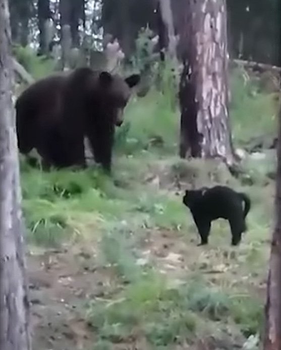 The amusing clash of the titans fearless house cat chases a huge bear
