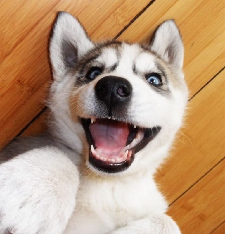 Here’s a funny story this wonderful husky is constantly talking to his