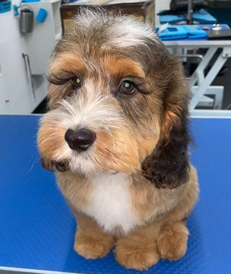 A dog with large eyelashes fascinates people with its natural beauty