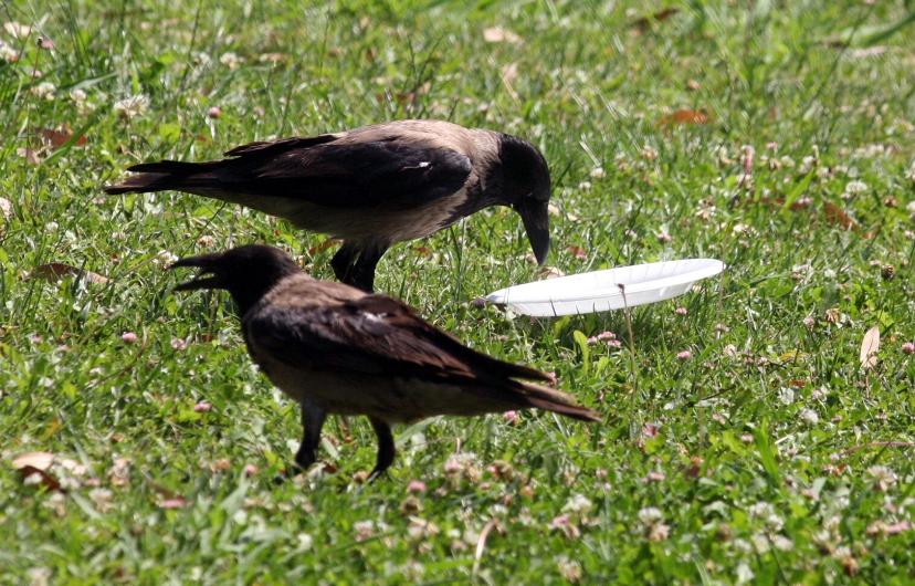 A commendable act of a crows these birds has learned to pick up