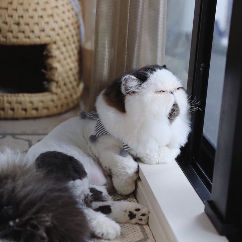 The most elegant cat that nature has gifted with a natural tie became