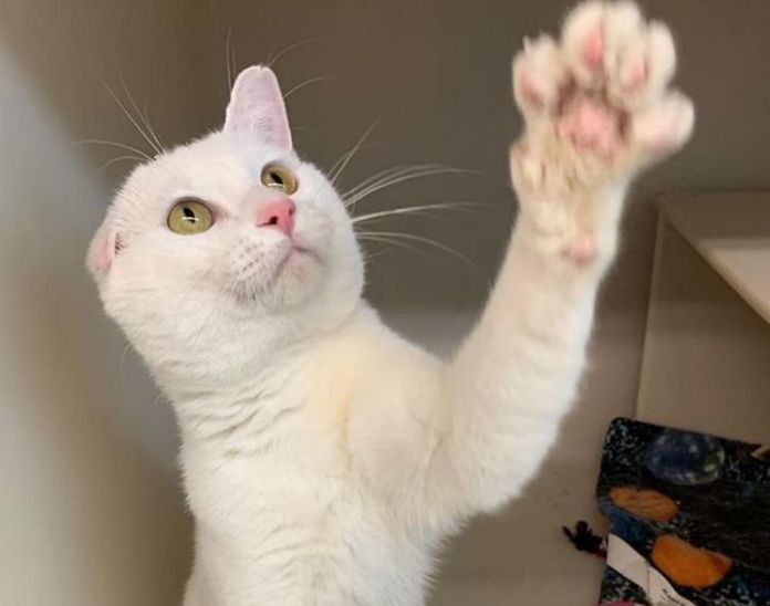 This cute white cat had one ear he really wanted to have caring and