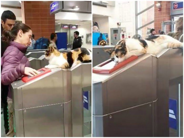 Fluffy ticket controller makes everyone smile at the station. She