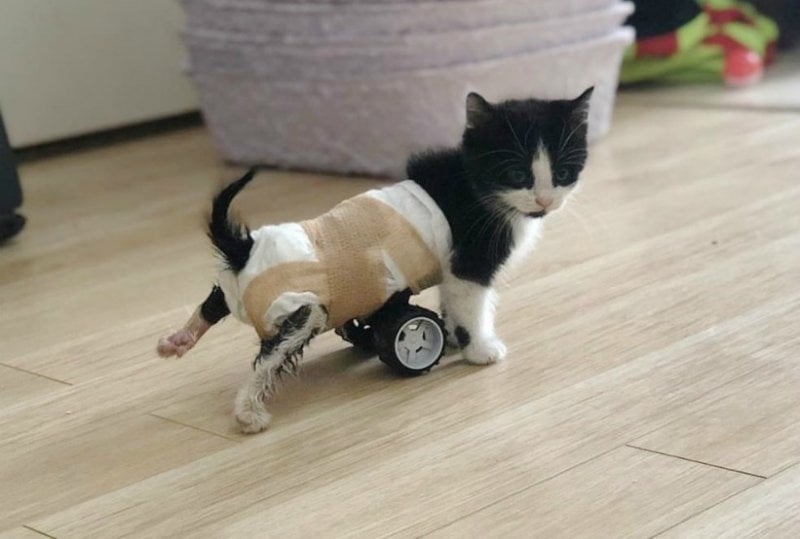 A touching story this little disabled cat just appreciates and enjoys