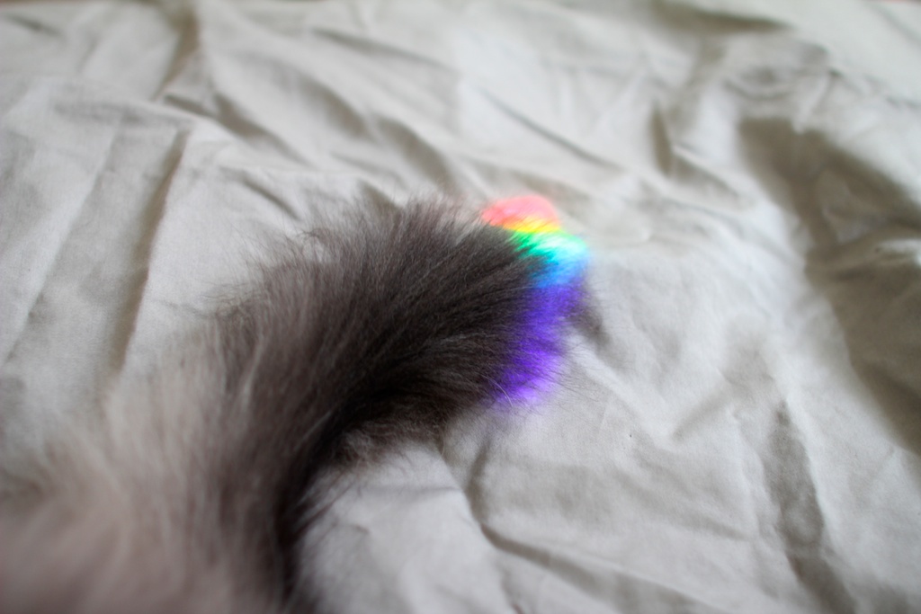 cats and rainbows CUTE + DELICIOUS
