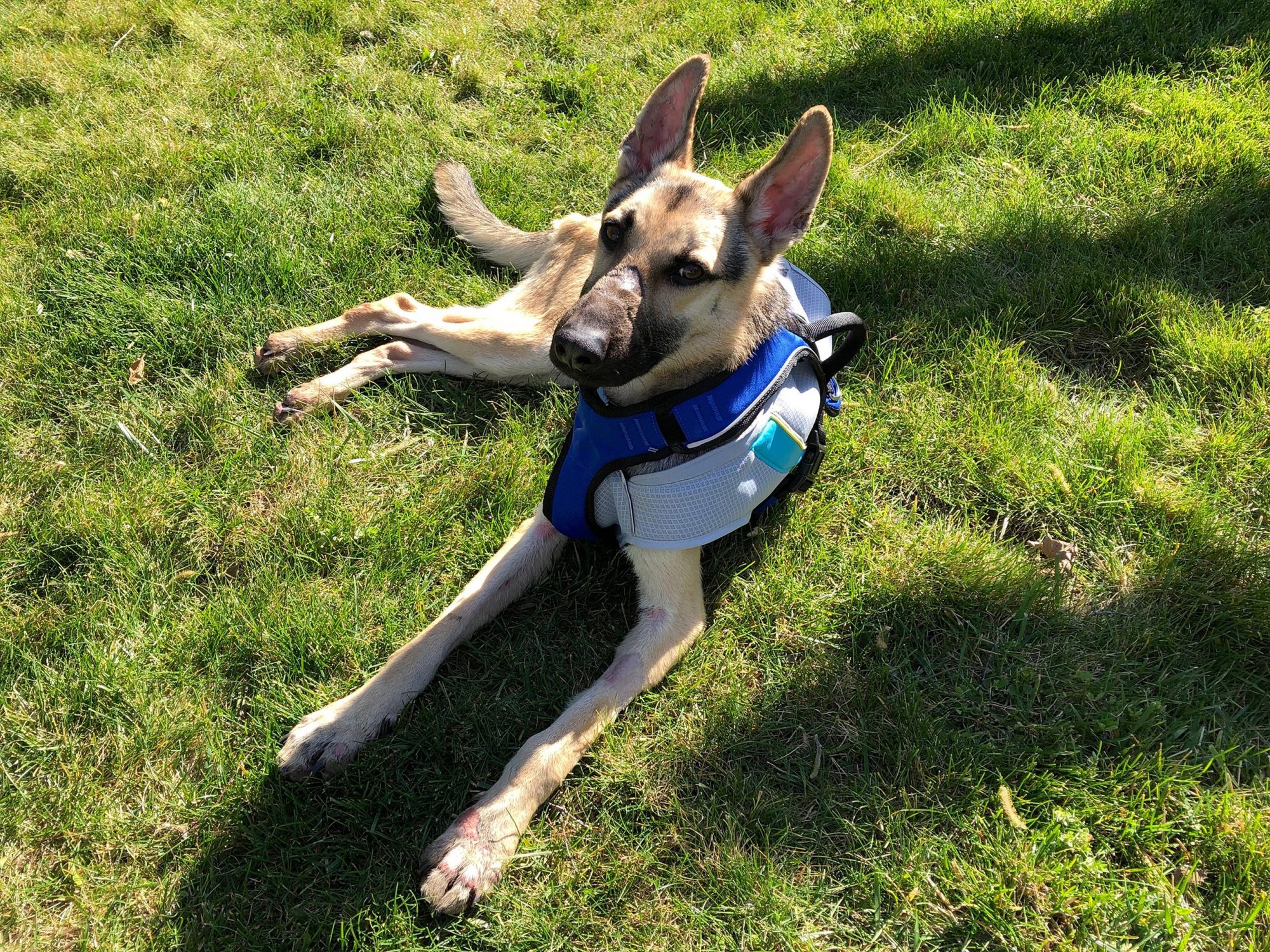 A California shelter helps emaciated 23pound German Shepherd gain
