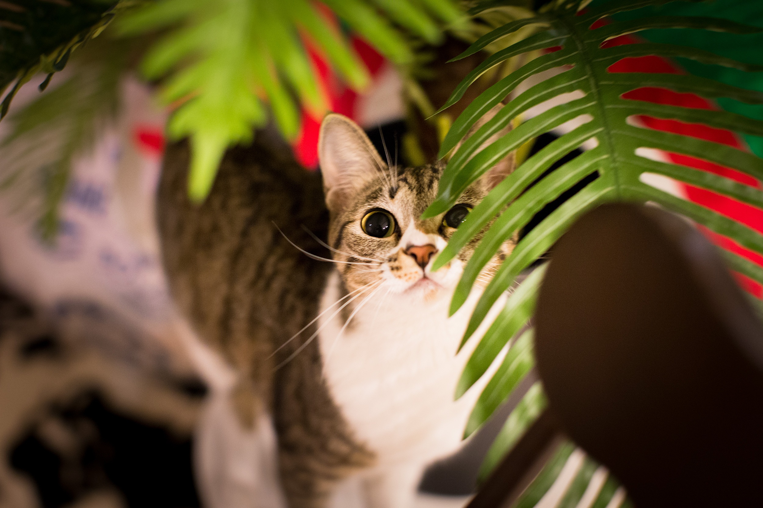 25 Amazing Cat Facts, Resources, Hacks, and Tips for 2016