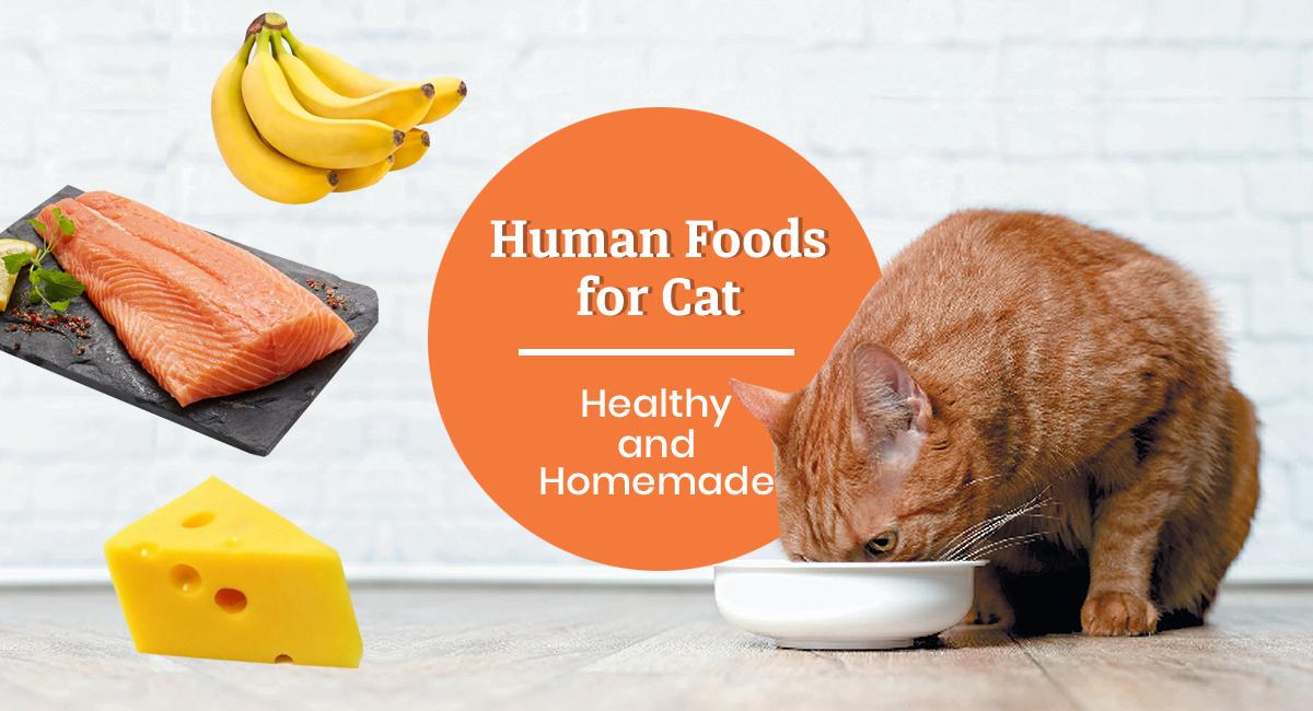What You Need To Know About Homemade Cat Food Diet