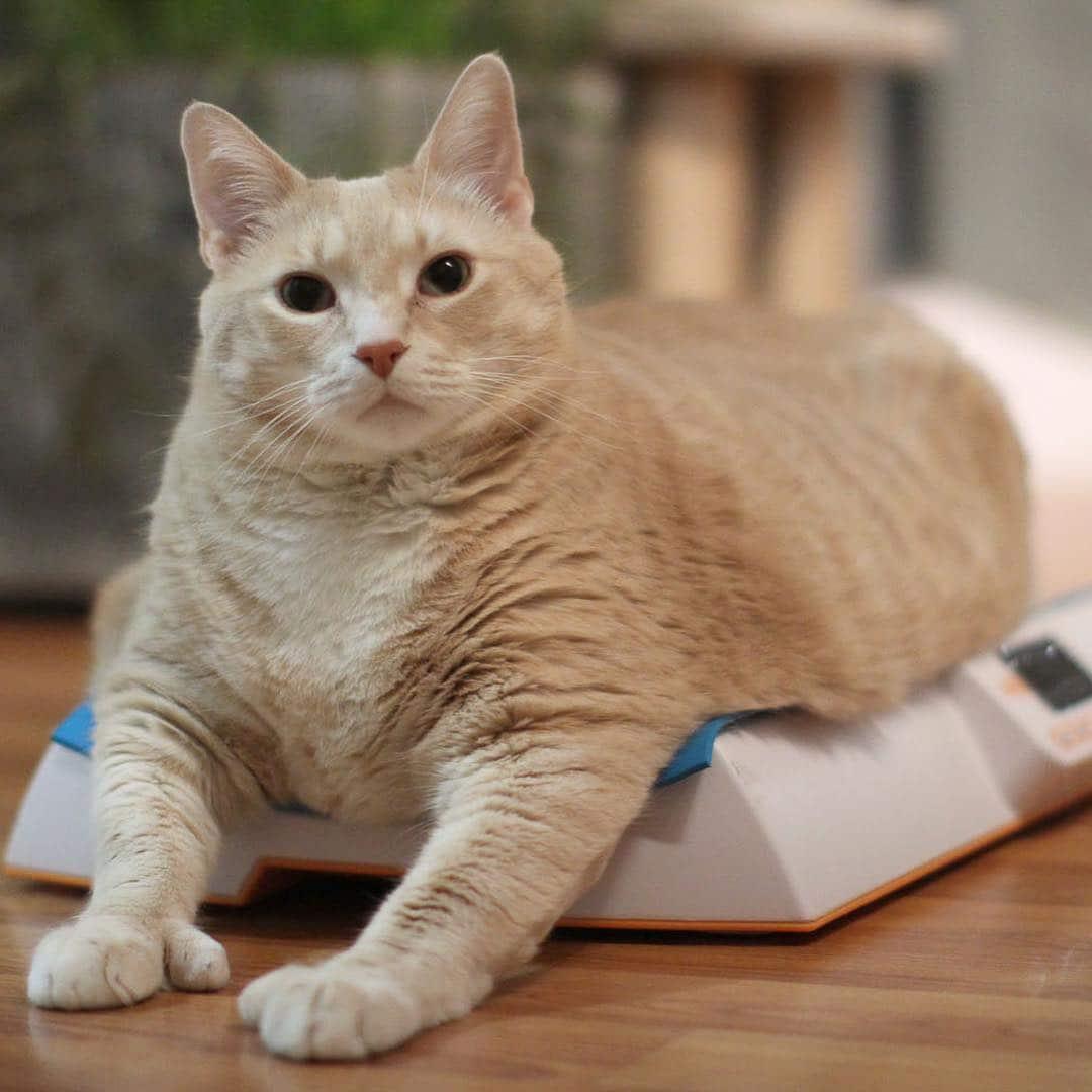 How To Help Senior Cat Lose Weight? Cute Cat Lover