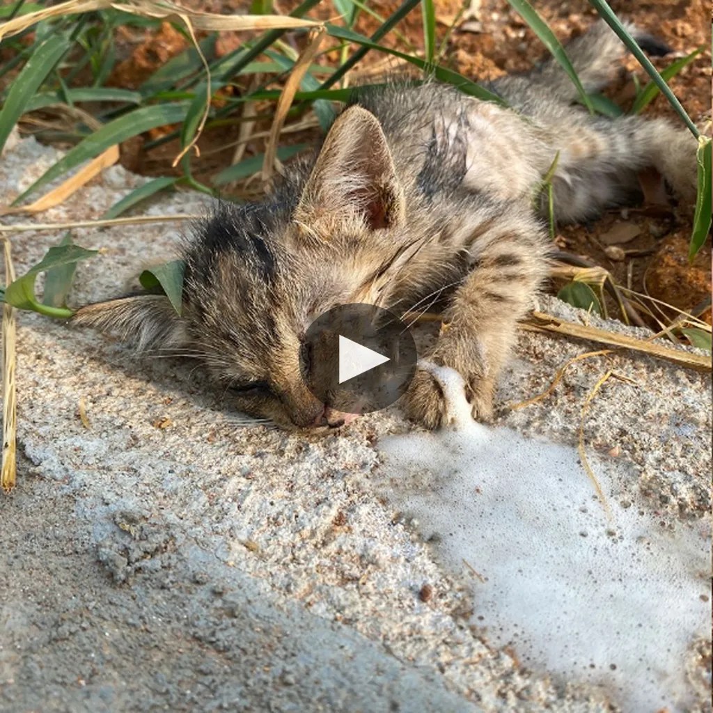 How an abandoned kitten, left to suffer from poisoning and heatstroke