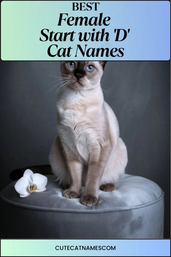 The Best Cat Names Beginning With 'D'—Cute, Cool & Full Of Personality