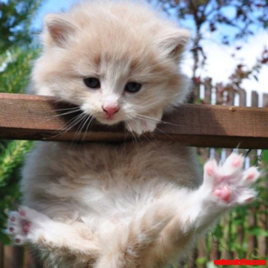 hang in there baby Cute cats HQ Pictures of cute cats