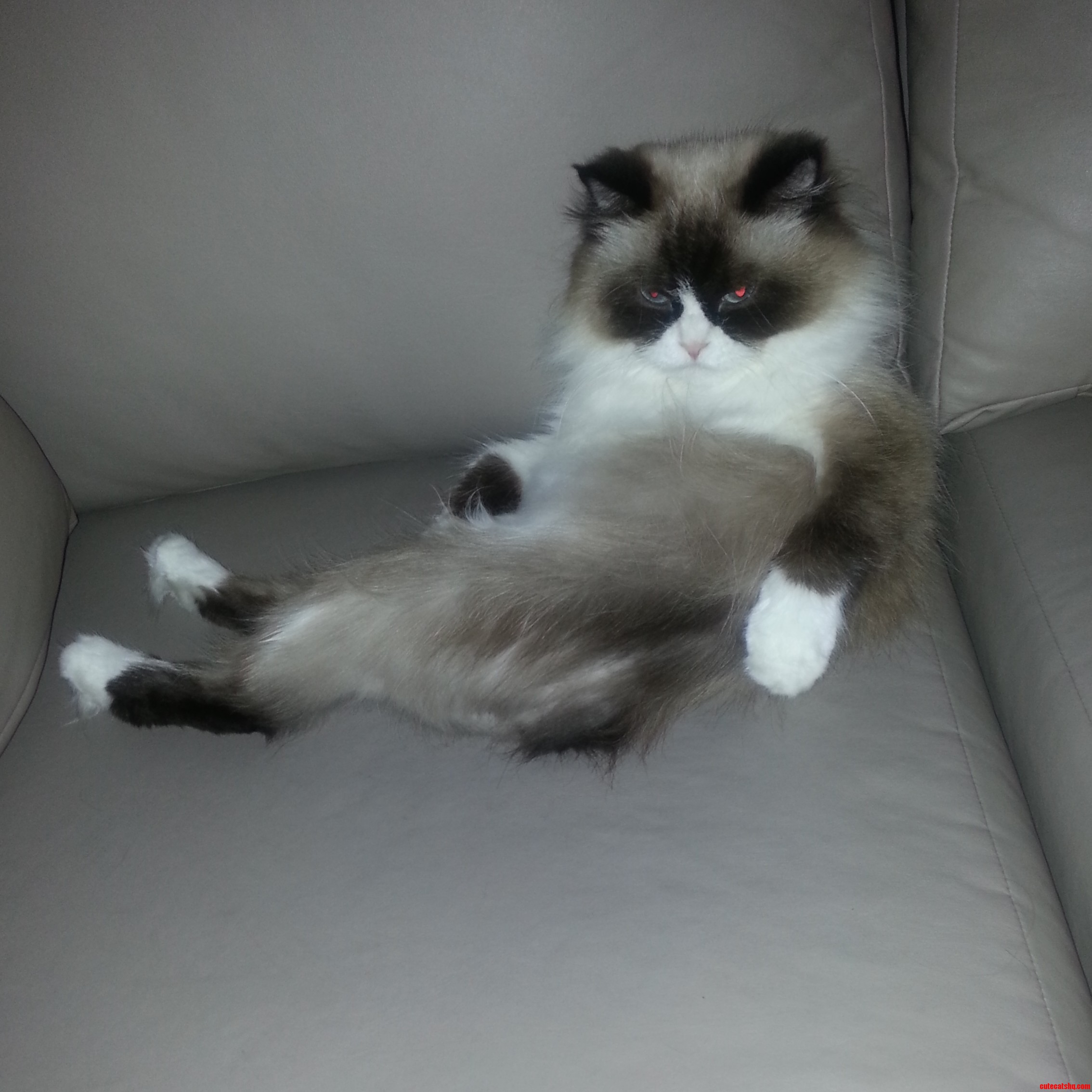 grumpy cat s mom Cute cats HQ Pictures of cute cats and kittens