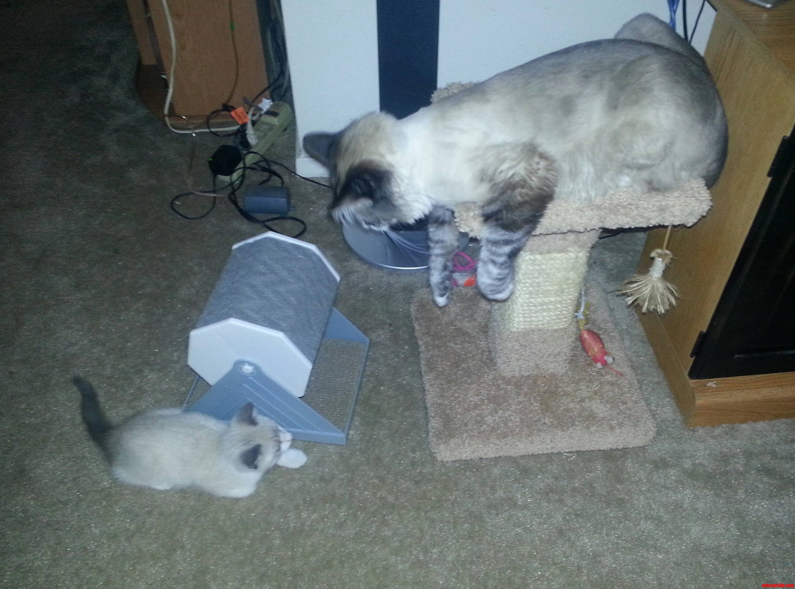 so we got a kitten…i think they like each other. Cute cats HQ